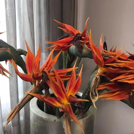 Apartment The Orchid *