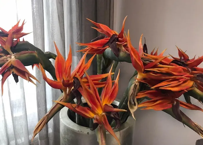 Διαμέρισμα The Orchid *